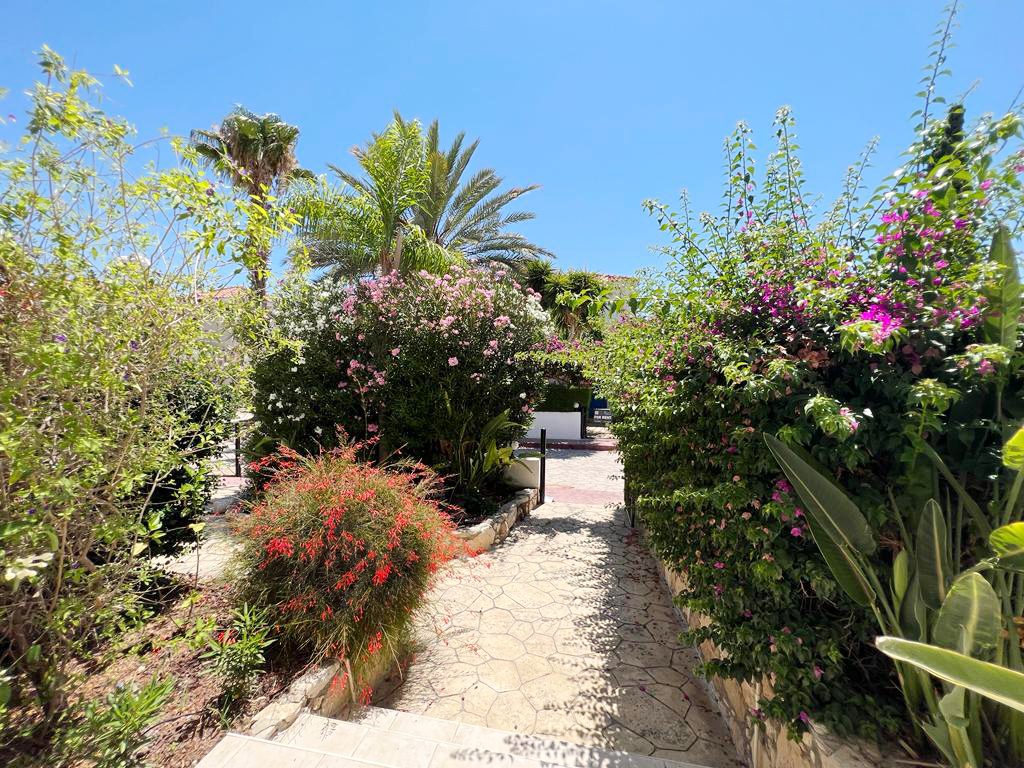 Paved garden path winding between bougainvillea, oleander and palms in full bloom