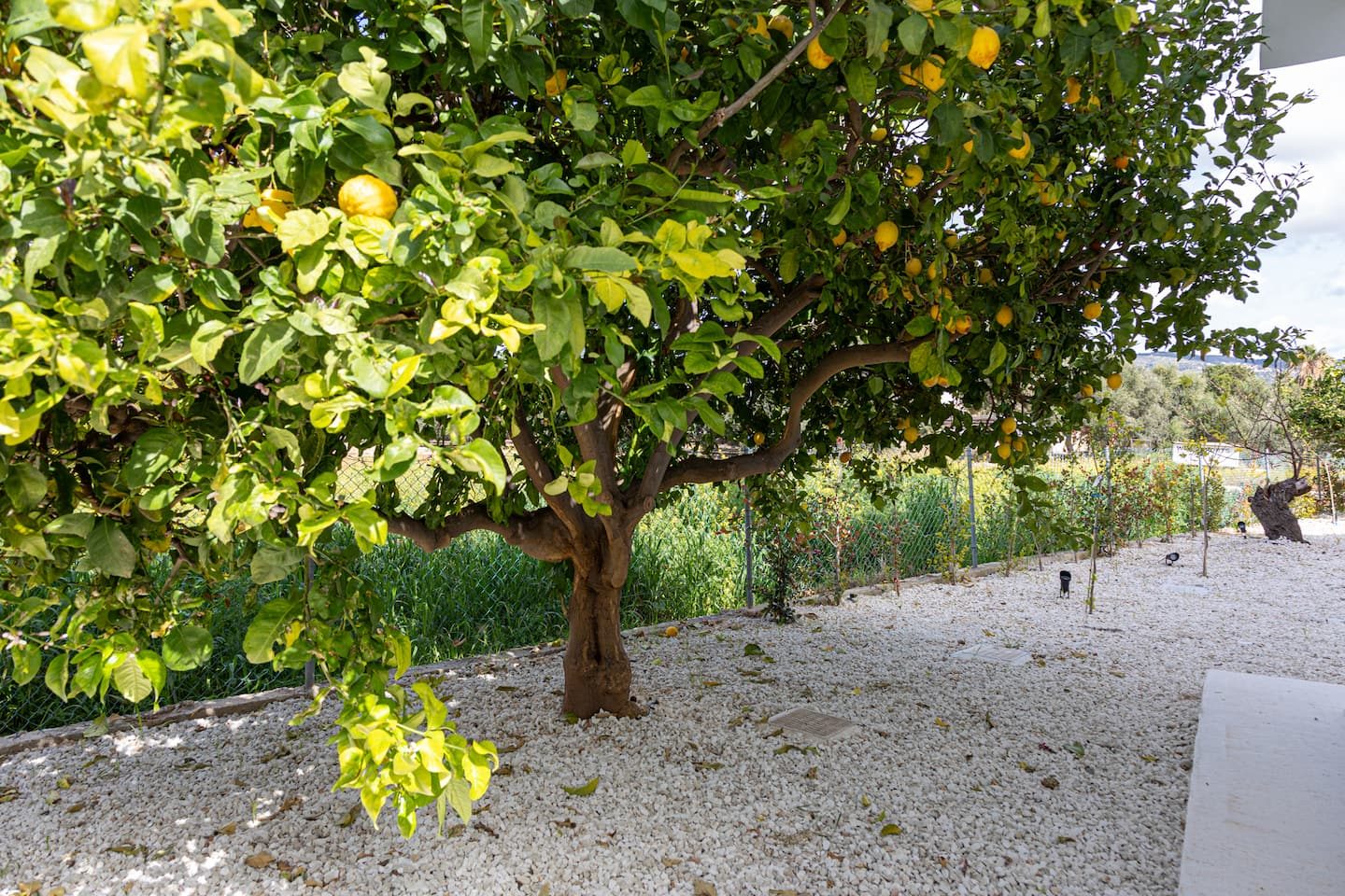 Mature lemon tree heavy with fruit above the white gravel of the garden